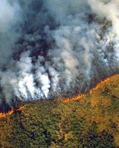 newscomauHQ's tweet image. When Notre Dame was burning, there was worldwide media coverage and billionaires rushed to restore it. The 'Lung of the Earth' has been burning for three weeks now, yet the world doesn't care. No billionaires. No media coverage. Let's make some noise.  news.com.au/technology/env…