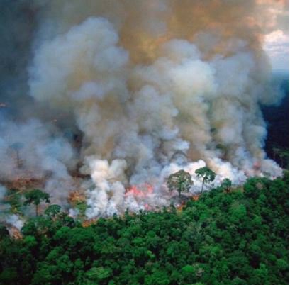 newscomauHQ's tweet image. When Notre Dame was burning, there was worldwide media coverage and billionaires rushed to restore it. The 'Lung of the Earth' has been burning for three weeks now, yet the world doesn't care. No billionaires. No media coverage. Let's make some noise.  news.com.au/technology/env…