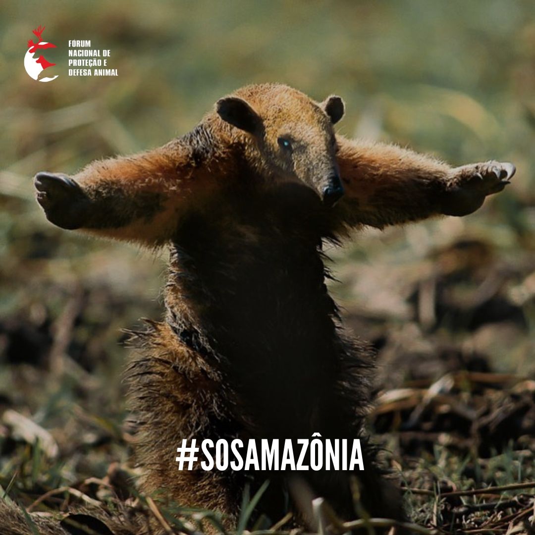 forumanimal's tweet photo. #SOSAmazônia | A Amazônia está queimando e, junto com ela, está nosso futuro e o de milhões de animais! Assine a petição do #Greenpeace e ajude a pressionar quem tem a obrigação de proteger nossa biodiversidade: https://t.co/42FFCG4k2q.
Foto: Aranquém Alcântara
#ForumAnimal https://t.co/M9rJpJ0Hp2