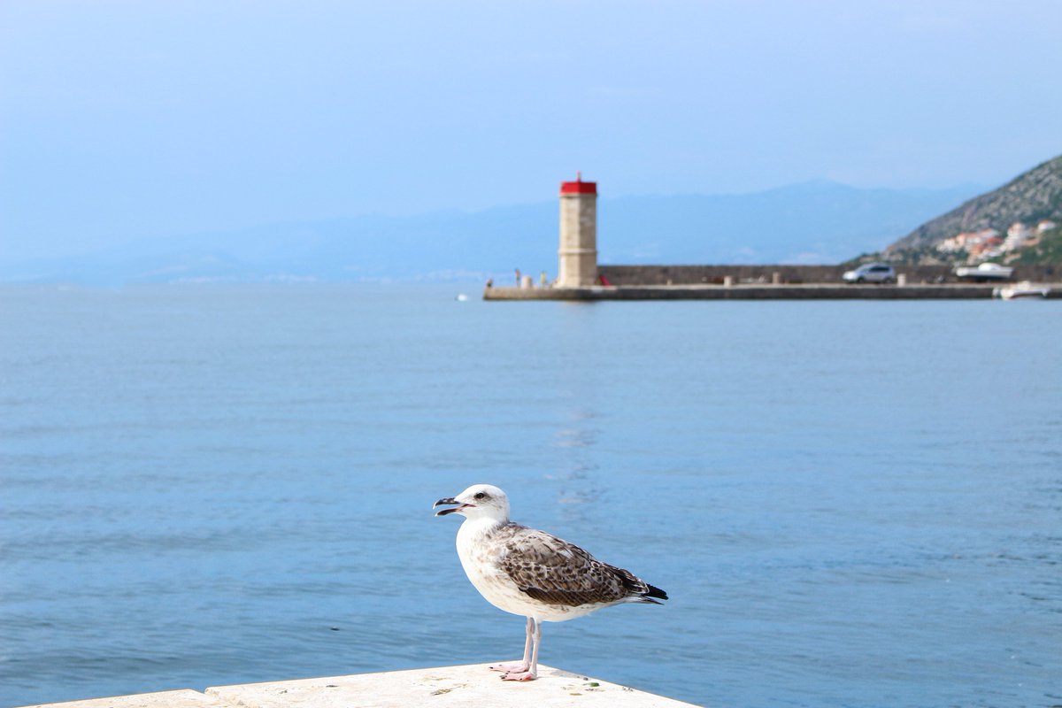 sy_fyn_ity's tweet photo. #Croatia #Senj #Zengg ๐๐โค๏ธ https://t.co/kVnRvbhulR