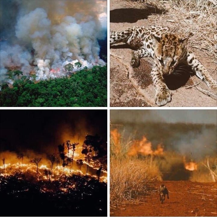 jelenatamayo's tweet photo. 16 dias de incendió, miles personas afectadas, cientos de especies en peligro y sufriendo, millones afectados por este daño en el pulmón del mundo #PrayforAmazonas #HELPAMAZONAS https://t.co/WpJ5V639CN