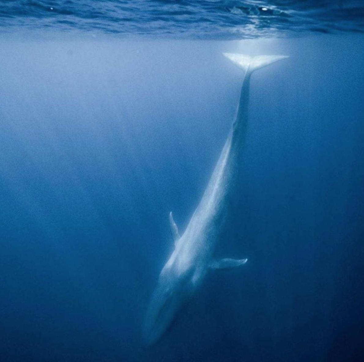 Lonely Whale tweet media