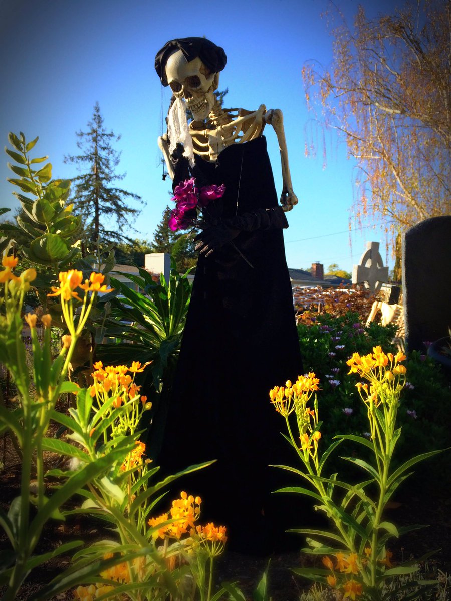 EvilVines's tweet photo. Weeping widow surrounded by sunny flowers in the haunted cemetery.
#evilvinescemetery #71daystohalloween #halloween2019 #yardhaunt #spookyhouse #halloweenprops #halloweenhouse #hauntedcemetery #skeleton #weepingwidow #tropicalmilkweed #spooky #napahalloween #napavalley #napa https://t.co/MUbZ2ZdLft