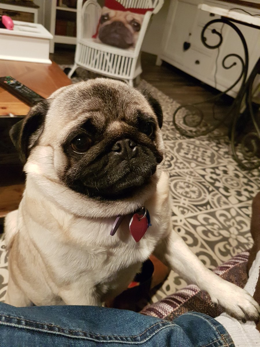 Got  travel question or story? DM me to have your Q mentioned on the podcast! Pic of Betty the Pug for attention. #travel #podcaster #pug