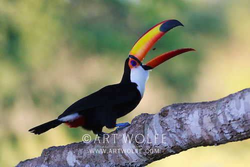 artwolfe's tweet photo. #AmazonRainforest #wildlifephotography #WildlifeWednesday #SoMuchToLose https://t.co/gsa8lhRNBQ