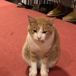 ツイートに含まれる画像