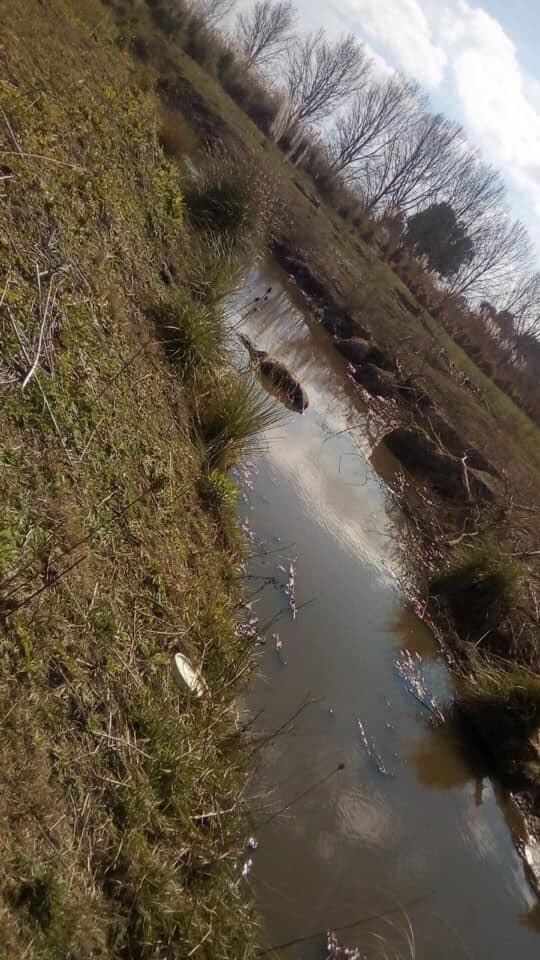 aluisaorg's tweet photo. #Ezeiza - Dramáticos Momentos

👉 Del @crre_centrocrre
CAMPO DE ACOPIO
🚫NO DEJAN SACAR LOS 🐎 VIVOS. 🚫

⚠️HAY 3 AGONIZANDO Y OTROS 25 MUERTOS. HAY MAS DE 100 🐎🐎 en el predio 😡😡

‼️ SE ENCUENTRA UNA PROTECCIONISTA HACIENDO LA DENUNCIA.... https://t.co/HEUS3byEYQ https://t.co/d1xXowzzfh