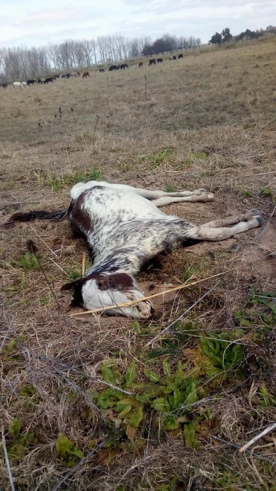 aluisaorg's tweet photo. #Ezeiza - Dramáticos Momentos

👉 Del @crre_centrocrre
CAMPO DE ACOPIO
🚫NO DEJAN SACAR LOS 🐎 VIVOS. 🚫

⚠️HAY 3 AGONIZANDO Y OTROS 25 MUERTOS. HAY MAS DE 100 🐎🐎 en el predio 😡😡

‼️ SE ENCUENTRA UNA PROTECCIONISTA HACIENDO LA DENUNCIA.... https://t.co/HEUS3byEYQ https://t.co/d1xXowzzfh