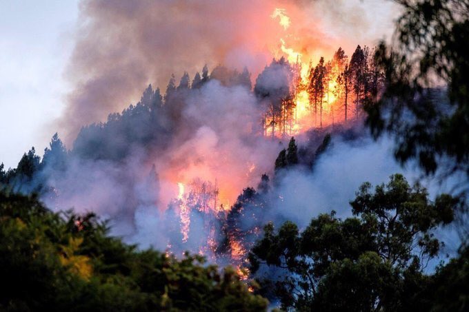 _lim98j's tweet photo. Si los árboles dieran WiFi todo el mundo plantearía árboles y detendriamos la deforestación.. actuaremos más rápido mediante la destrucción de su Flora y fauna, lástima que solo produzca oxígeno, regule el clima, proteja el suelo y agua y nos den frutos ....

#PrayForAmazonas https://t.co/NxbHPebxkn