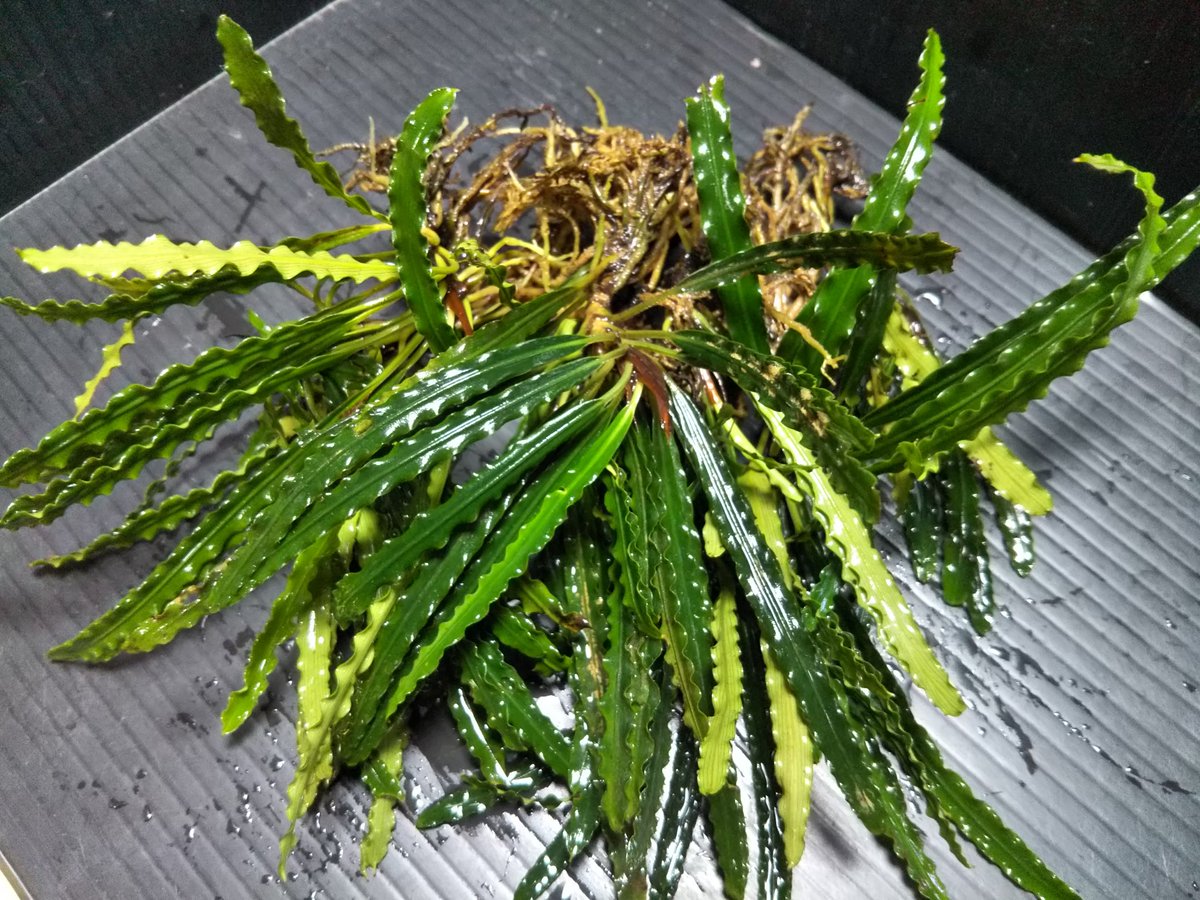 入荷情報 Fenestratarum mulyadii S.Mahakam 東カリマンタン TB便