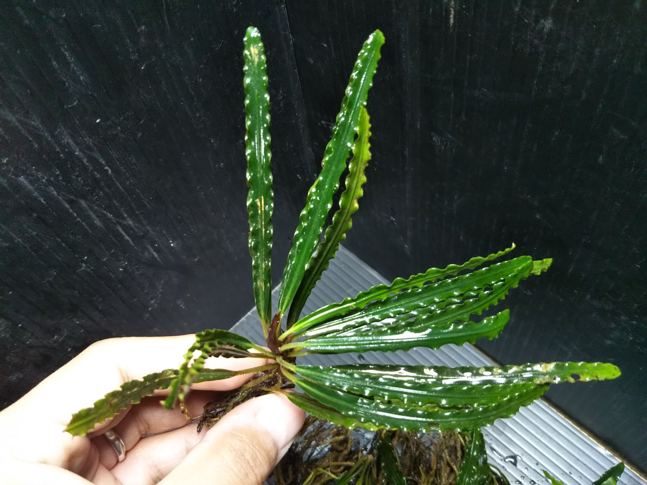 Fenestratarum mulyadii ”Mahakam hulu” Kalimantan timur【TB】
