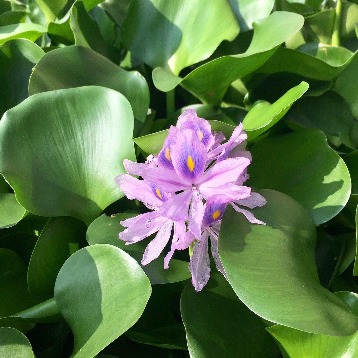 アクアトレンディ على تويتر おはようございます 本日もよろしくお願い致します 朝から屋外池で綺麗に咲く花に目がいきました アクアリウム 浮草 水草水槽 癒し空間 水中ガーデニング ホテイ草 ウォーターヒヤシンス 紫色の花 奈良県 大和郡山市 観賞魚