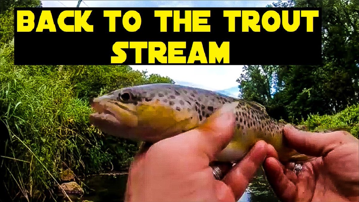 BlueCollarCornr's tweet photo. Some trout fishing information, techniques, and tricks to catching more fish in small streams!!!

#FREI #ΔΩΡΕΆΝ #મફત #חופשי #मुक्त #INGYENES #BEBAS #BELAŞ #NEMOKAMAI #үнэгүй #פרייַ #MAHHALA #BEPUL #ÜCRETSİZ #BILAASH #PROST #حر 

https://t.co/ax62Hoo0Po https://t.co/uq0UUT06SO