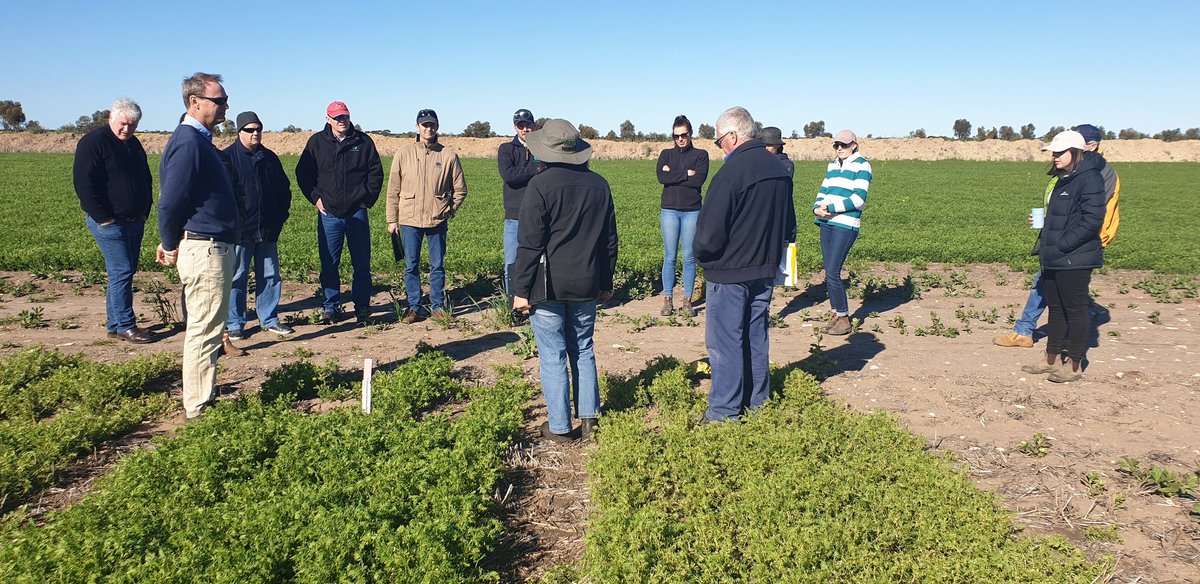 Mark Seymour says that some new Faba Bean varieties will be tolerant to lontrel. I wonder how this will impact on nodulation and n fixing?
@DPIRDWA <a href="/Farmanco/">Farmanco: Analyse - Innovate - Grow</a>