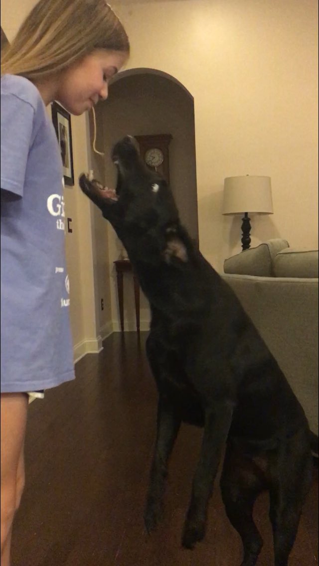 lunaclover5's tweet photo. Lady and the Tramp gets real #dogsoftwitter #dogcelebration https://t.co/Lho9ffQMrt