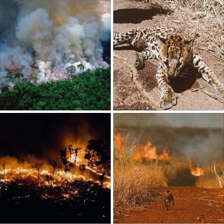 Parquestebqto's tweet photo. El #amazonasenllamas El pulmón vegetal del mundo está a punto de desaparecer a causa de la explotación descontrolada y los incendios el gobierno de #Brasil se mantiene de brazos cruzados
@NicolasMaduro 
@JosueLorca 
@gestionperfecta 
@DUNCANGIL 
@InparquesGobVe 
@InparquesEnLara https://t.co/kxl2gkj0BM