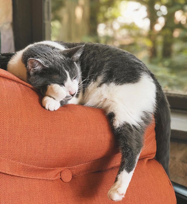 wanderingsofC's tweet photo. Me in t-minus 45 minutes, give or take.
•
•
•
#catsofinstagram #catstagram #catnap #porchlife #august #bedtime https://t.co/or9Q1FdHpO https://t.co/AXazhOZ6JN