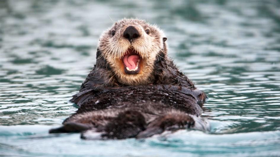 otter in the water with a surprised expression