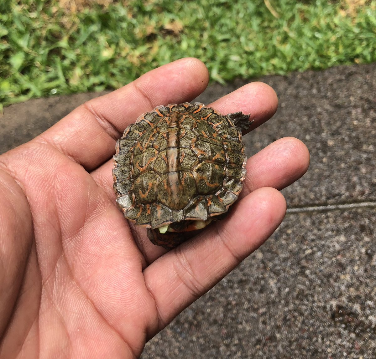 Meet Mili! (Milagro)
Despues de andar contemplando por 4 años los 🥚 regados por todo el jardin de este par de 🐢 calenturientas, muchos de los cuales fueron escarbados por el par de 🐕, finalmente hubo fruto 😊