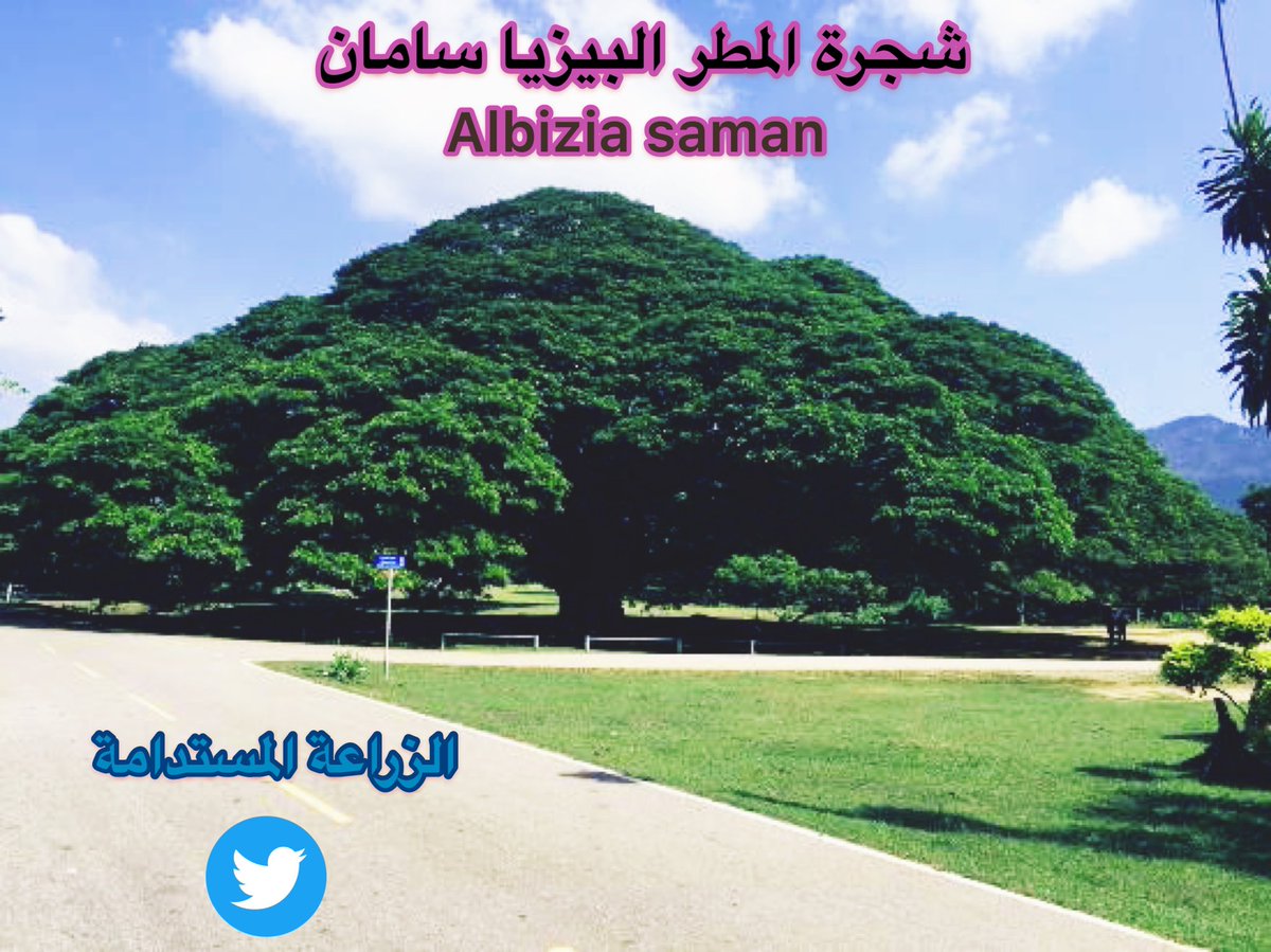 Agriculture_esa's tweet photo. 🌳 اذا كنت  من محبي الأشجار    شديدة  الضخامة في الامتداد الأفقي مظلة عملاقة 

  هذي اربع أصناف  هي الأكبر  وقد يصل ظلها الى امتداد ٥٠ مترا   مثل الجوانا كاست  او اذن الفيل وشجرة المطر  وهما الأسرع  نموا  من السنديان والفيكس https://t.co/IFK0UHSDrL