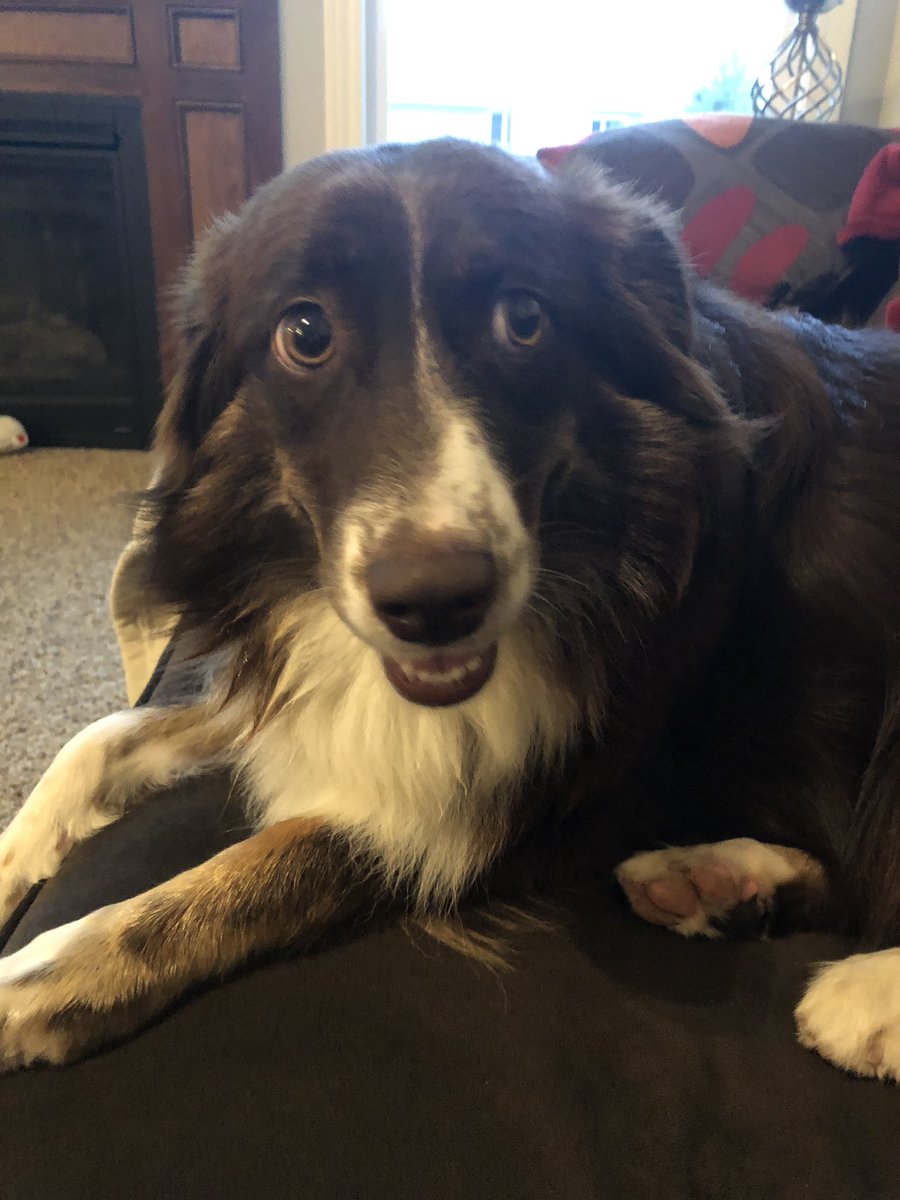 mom_tho's tweet photo. My dog failed her obedience test, ate the other dogs snacks and cried in the corner. She is me. I am her. https://t.co/9yuztcsCqx