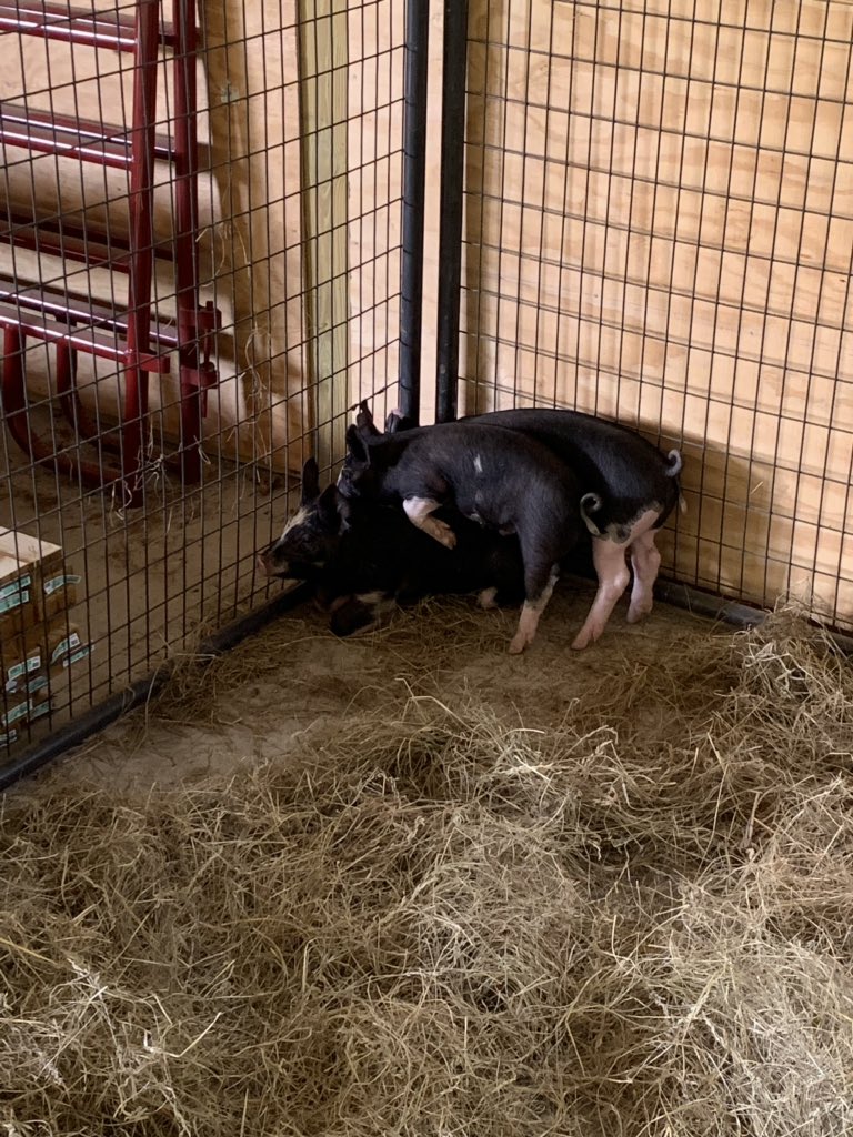 HcpsLearning's tweet photo. The three little pigs made it to the Career Academy today. Students in small animal care and vet. science class made sure they have a nice new home. #CA #nobigbadwolveshere #notmadeofstraworsticks #funwhilewelearn https://t.co/0WPocYwl7r