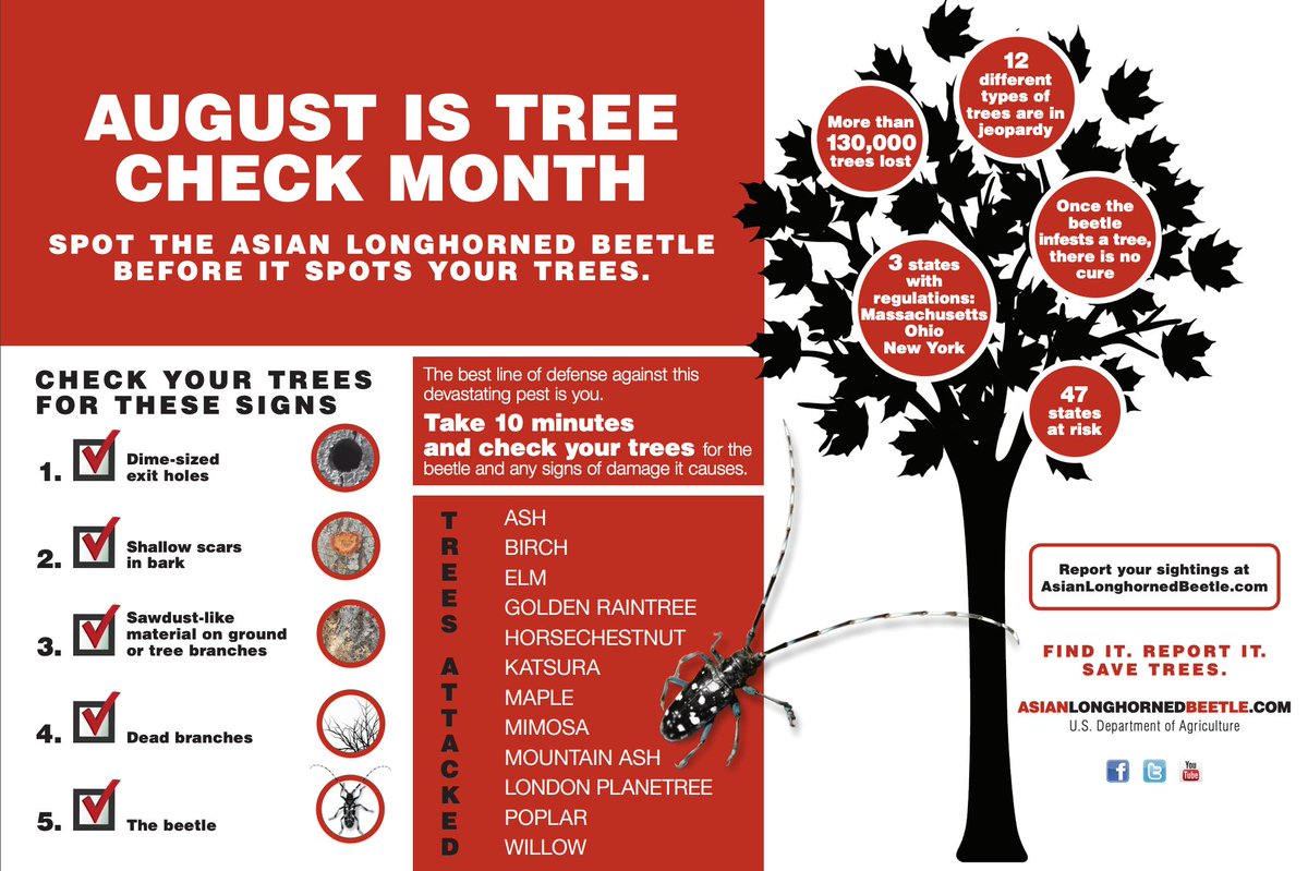 wmeac's tweet image. August is #TreeCheckMonth! Because the Asian Longhorned Beetle (ALB) is particularly active this time of year, it can be easier to spot it or the signs of the beetle. Take a 10-minute walk around your yard or neighborhood and inspect your trees.
