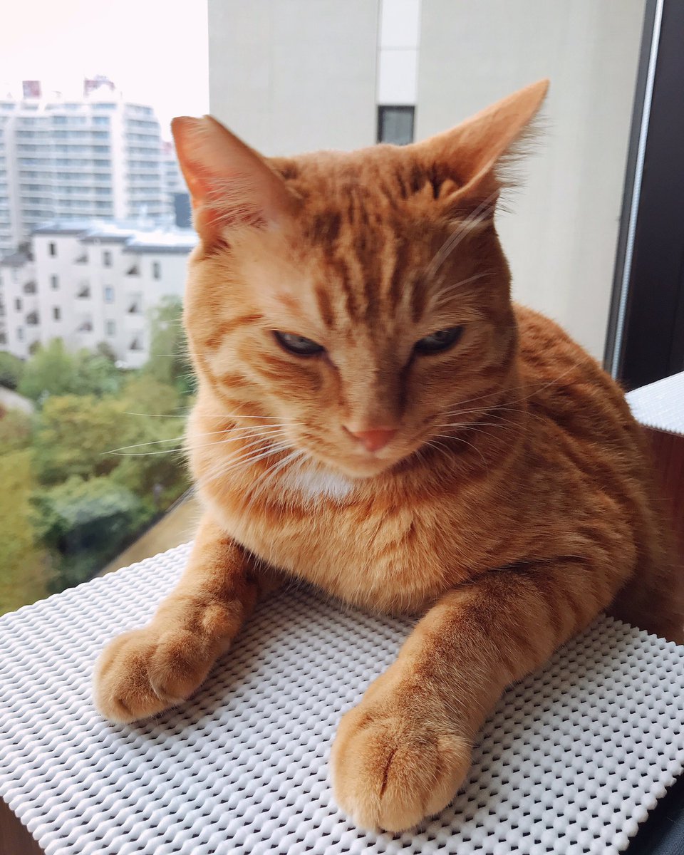 orangetabbykiwi's tweet photo. まだ��曜日なのか。。
#猫 #茶トラ #週末が待ち遠しい #cat #orangetabby #gingercat #isitweekendyet #stillthursday https://t.co/nYlf33Riju