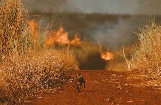RodrigoMenaR's tweet photo. Los indios Cree solían decir: "Sólo después que el último árbol sea cortado, sólo después que el último río haya sido envenenado, sólo después que el último pez haya sido atrapado, sólo entonces nos daremos cuenta que no nos podemos comer el dinero”

#PrayforAmazon https://t.co/RTrvxMitIU