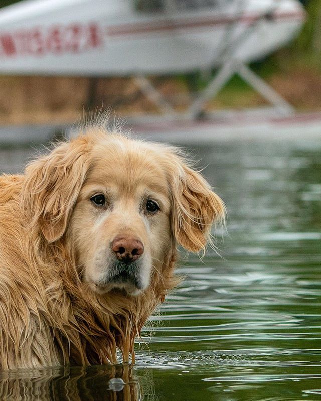 floatplanes's tweet photo. What floatplane dogs think all the time: “Allright - can we go already? “
.
.
.
.
.
#floatplane #seaplane #aviation #adventure #wilderness #outside #fly #pilot #floatdog #pilotlife #alaska #thealaskalife https://t.co/vGvuia7iwS https://t.co/Ayp06kIi01