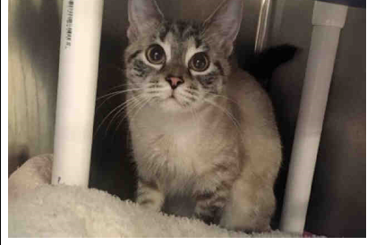 Siamese Angels On Twitter Nara A 1 Yr Old Spayed Female Lynx