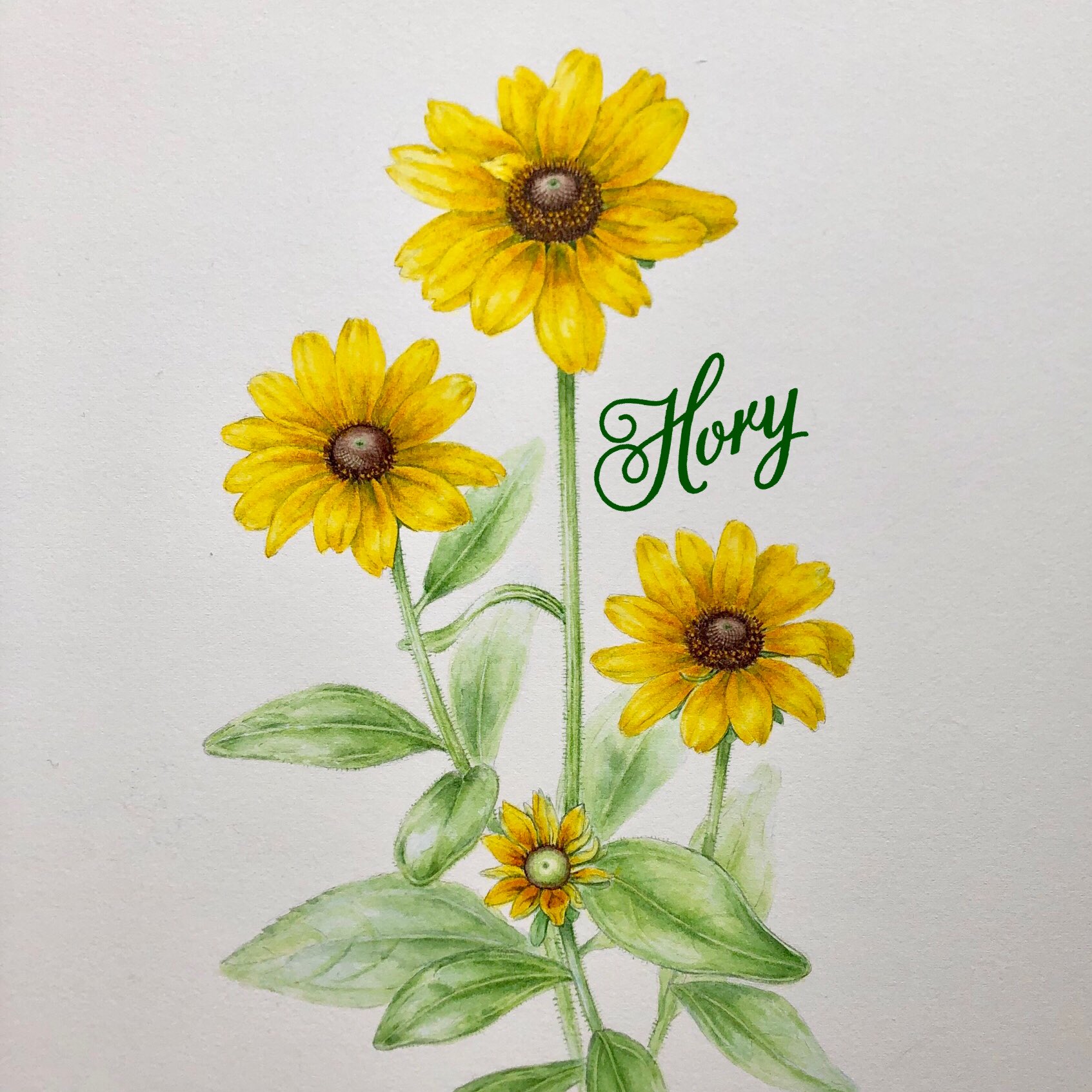 트위터의 ホーリー 님 ルドベキア トトゴールド キク科 なかなか実物の黄色に近づかなくて 時間かかってしまった ルドベキア ボタニカルアート 水彩画 植物画 花 イラスト