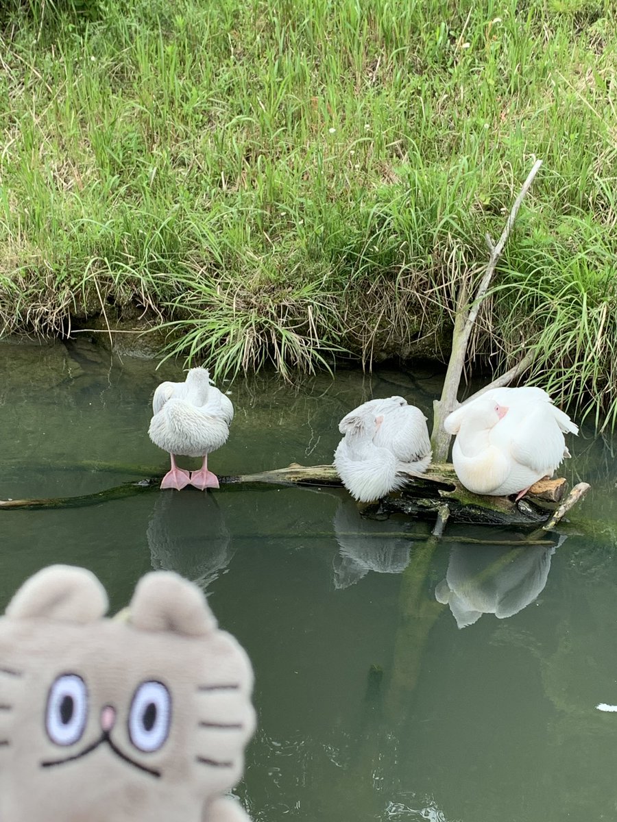 「おやすみのすがた 」|高橋きの 🐟ねこのぶーちゃんヤマシロヤ常設中🐼🍤のイラスト