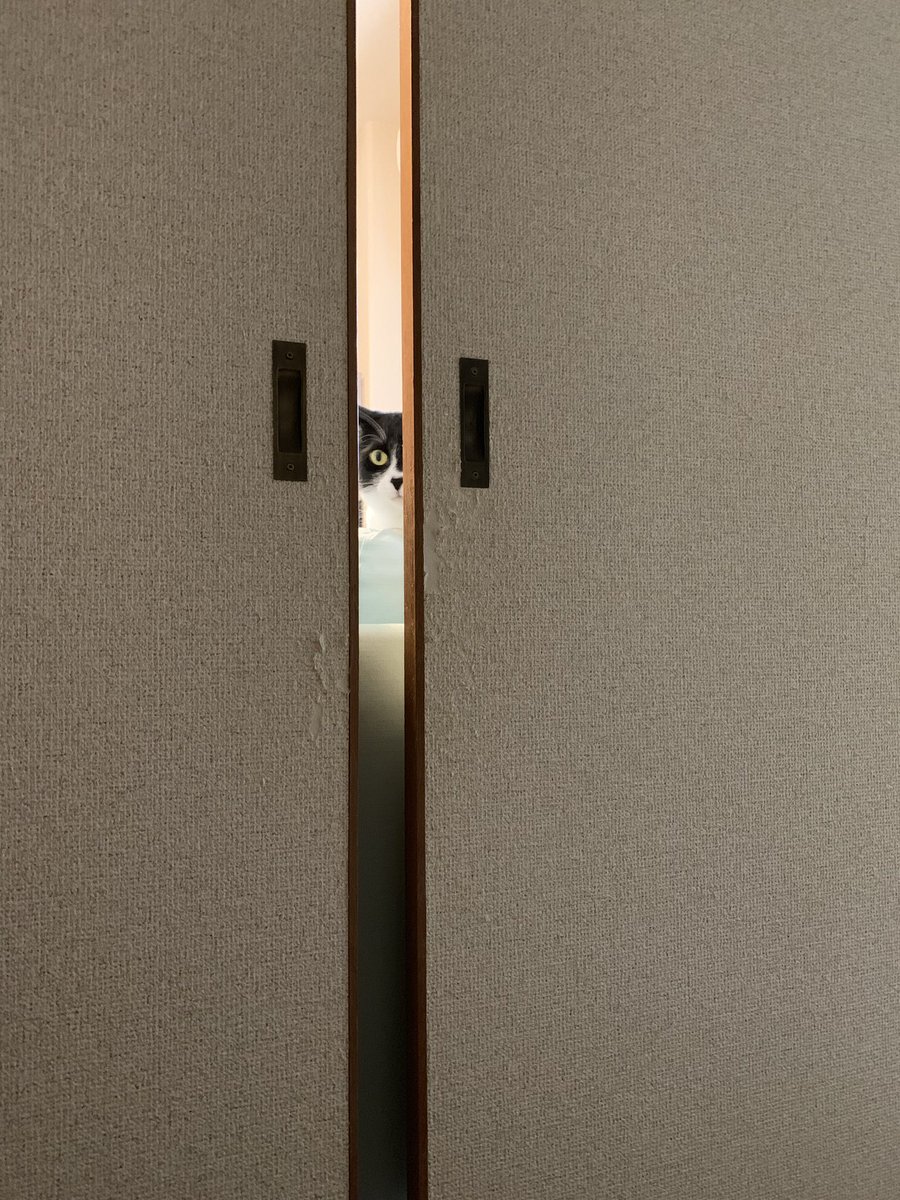 rammta_619's tweet photo. 毛玉をのぞく時、毛玉もまたこちらをのぞいているのだ https://t.co/dUrC4xLKCM