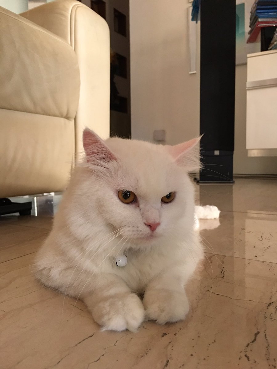 Tanggal 1 - Tanggal 31 Agustus = Mager Time