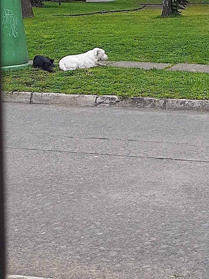 madi_tol's tweet photo. Atención #Temuco
Me piden publicar el caso de estos perritos que viven en la calle desde que sus antiguos dueños (adultos mayores) fueron internados en un hogar de ancianos
Si alguien quisiera adoptarlos y cambiar su vida me puede enviar DM
Ayúdenme a difundir
@betohi @Trinufa https://t.co/XrERmLqeWQ
