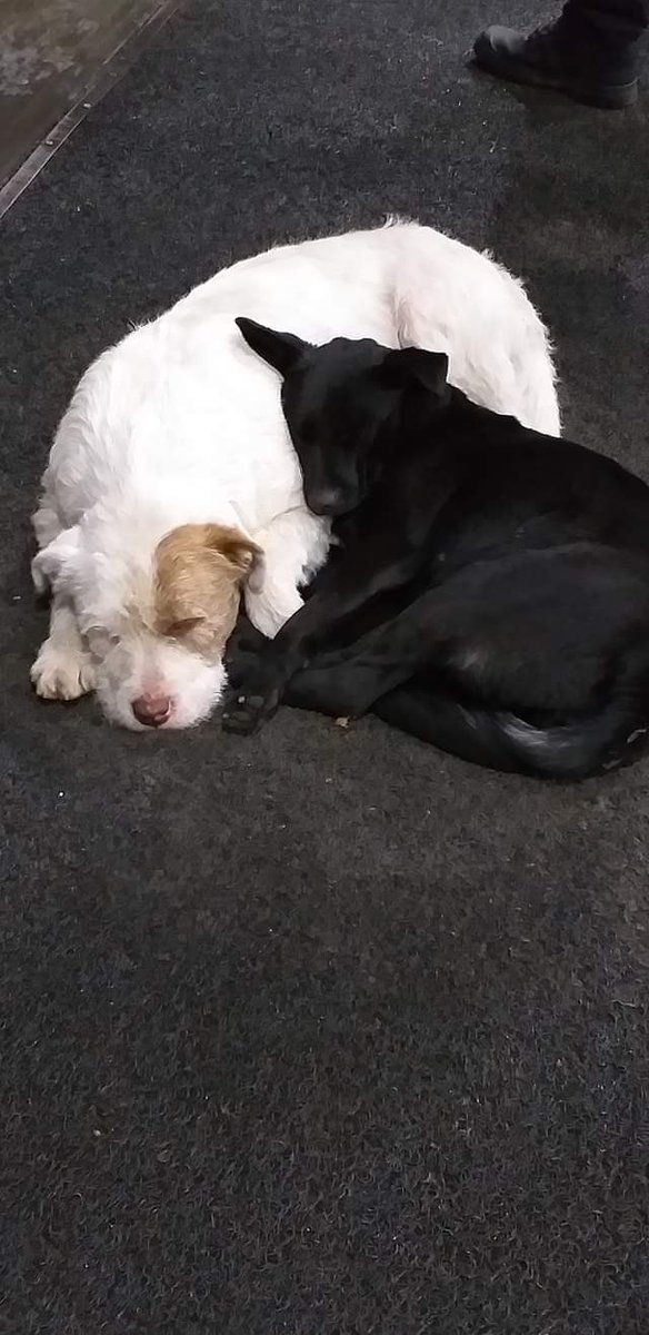 madi_tol's tweet photo. Atención #Temuco
Me piden publicar el caso de estos perritos que viven en la calle desde que sus antiguos dueños (adultos mayores) fueron internados en un hogar de ancianos
Si alguien quisiera adoptarlos y cambiar su vida me puede enviar DM
Ayúdenme a difundir
@betohi @Trinufa https://t.co/XrERmLqeWQ