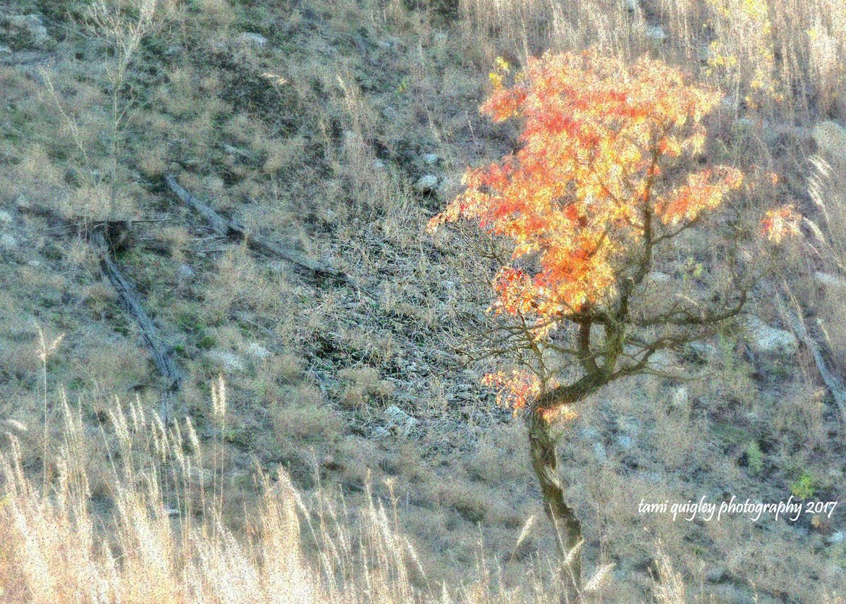 tamitrailscapes's tweet image. Light In October tami-quigley.pixels.com/featured/light… #ArtisticThursday #art #Autumn #autumniscoming #ThePhotoHour #fallfoliage #giftideas #onlineshop #FineArtPrints #ImageLicensing #CanvasPrints #MetalPrints #Decor #DLTrail @DLHeritage #LehighValley @LehighValleyPA #artprint #coffeemugs