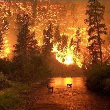 Our world needs help! #PrayforAmazonas