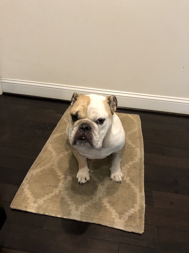 ChuckRocha's tweet photo. When I walked in the door tonight. βWhere the hell have you been? And why do you smell like corn and pork?β #apachedog #mascot @BernieSanders #campaignlife #iacaucus https://t.co/w79ltaQxbP