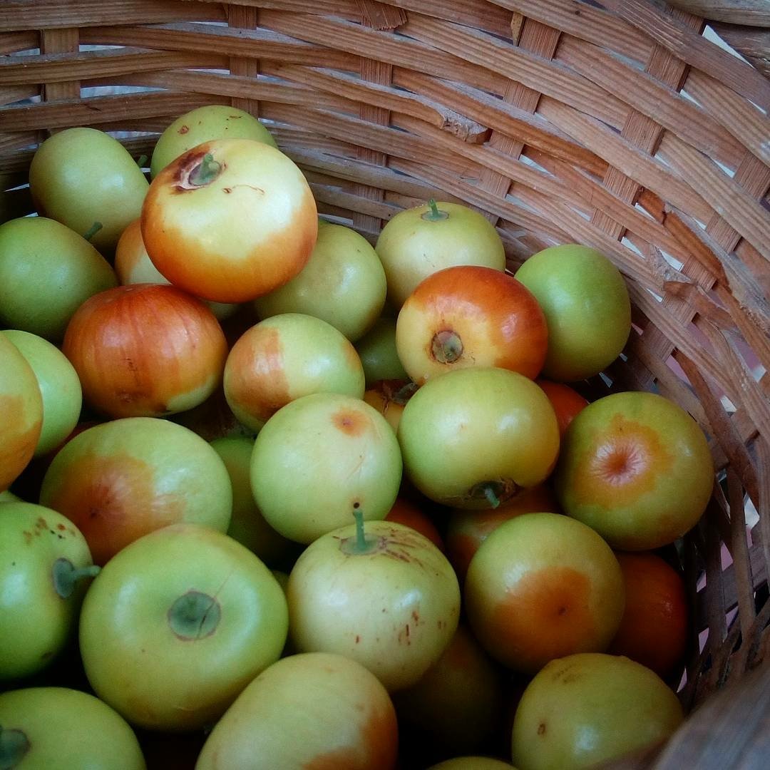 vidaagro's tweet photo. #AgroDato ¿Sabías que en el Oriente de #Venezuela se le llama a esta fruta #ponsigue y #manzanita en el Occidente del país?
Comparte con nosotros si la has comido y qué recuerdos te trae...
#FrutasDeLaInfancia
https://t.co/Xb4mUK21qU https://t.co/NBIztx6v6V