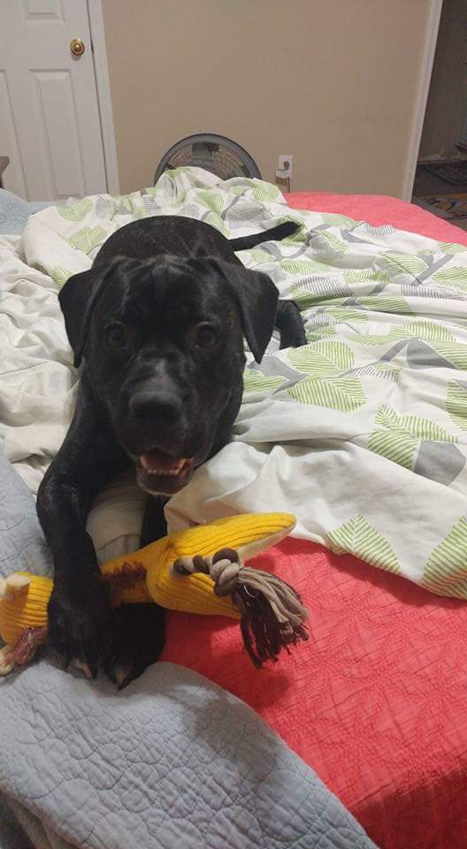 smashvillesarah's tweet photo. @BhamBarons #BarkinBham https://t.co/DpORhwFKv5