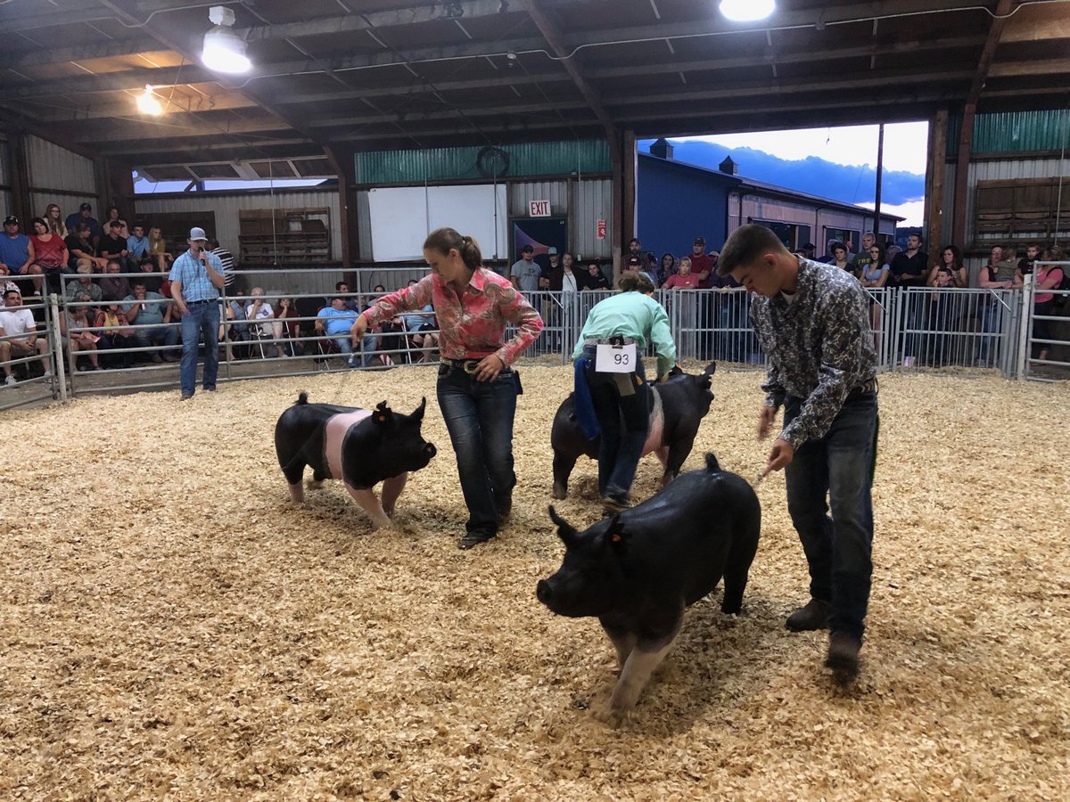 rrebert2's tweet photo. Champion hog drive at the Westmoreland fair. Proud and honored to have served as 4-H leader and hog superintendent in the county for 39 years now. Love working our youth and future leaders in the Ag industry. #pfb19 @rrebert2 @westmorelandfair https://t.co/u9vrJw0gAM
