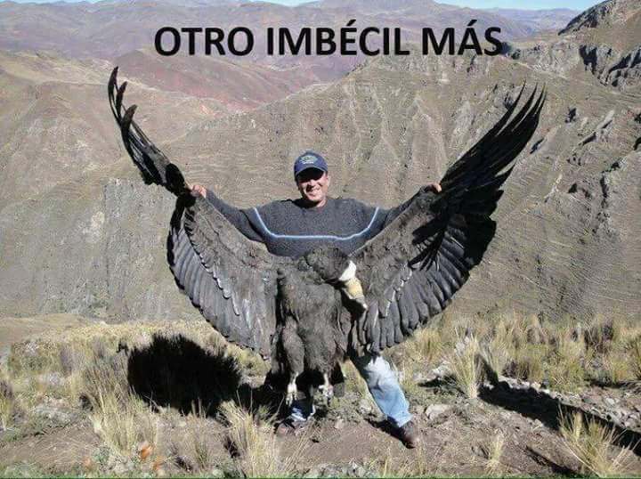 EnPaisaje's tweet image. Mató a un cóndor andino en extinción y posa sonriendo como un idiota. RT para que arresten a este personaje...