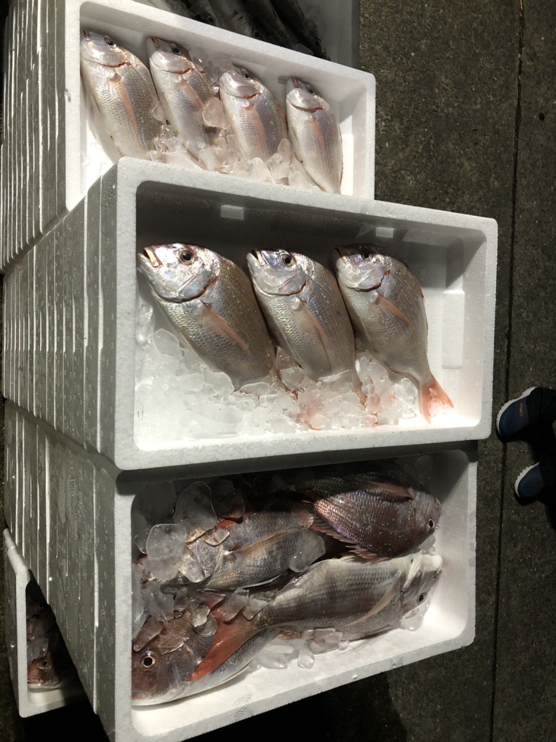 טוויטר エバグリーン廣甚 בטוויטר スーパーエバ デリシャスでは本日も大量の生きの良い魚 入って来てます 腕利きの職人が捌いておりますので是非お買い求め下さいまけ エバグリーン 生きの良い魚を食べたい 魚 魚フェス T Co Ifv4qpvnv8