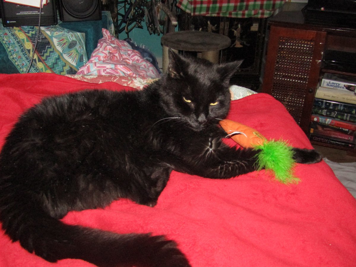 julesruekat's tweet photo. Lubs My New Carrot Catnip Toy !!! π₯π± #Meow
#HappyCat #Panfur #CatsRMagic #WednesdayThoughts https://t.co/gpJU1nTv7R