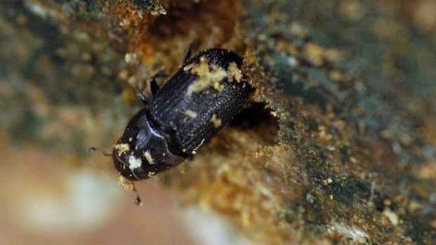 CscottduDupree's tweet photo. When beetles attack, lodgepole pines send chemical SOS to relatives, says U of A study
https://t.co/mopLqsXC4F https://t.co/UWPZoPjK4S