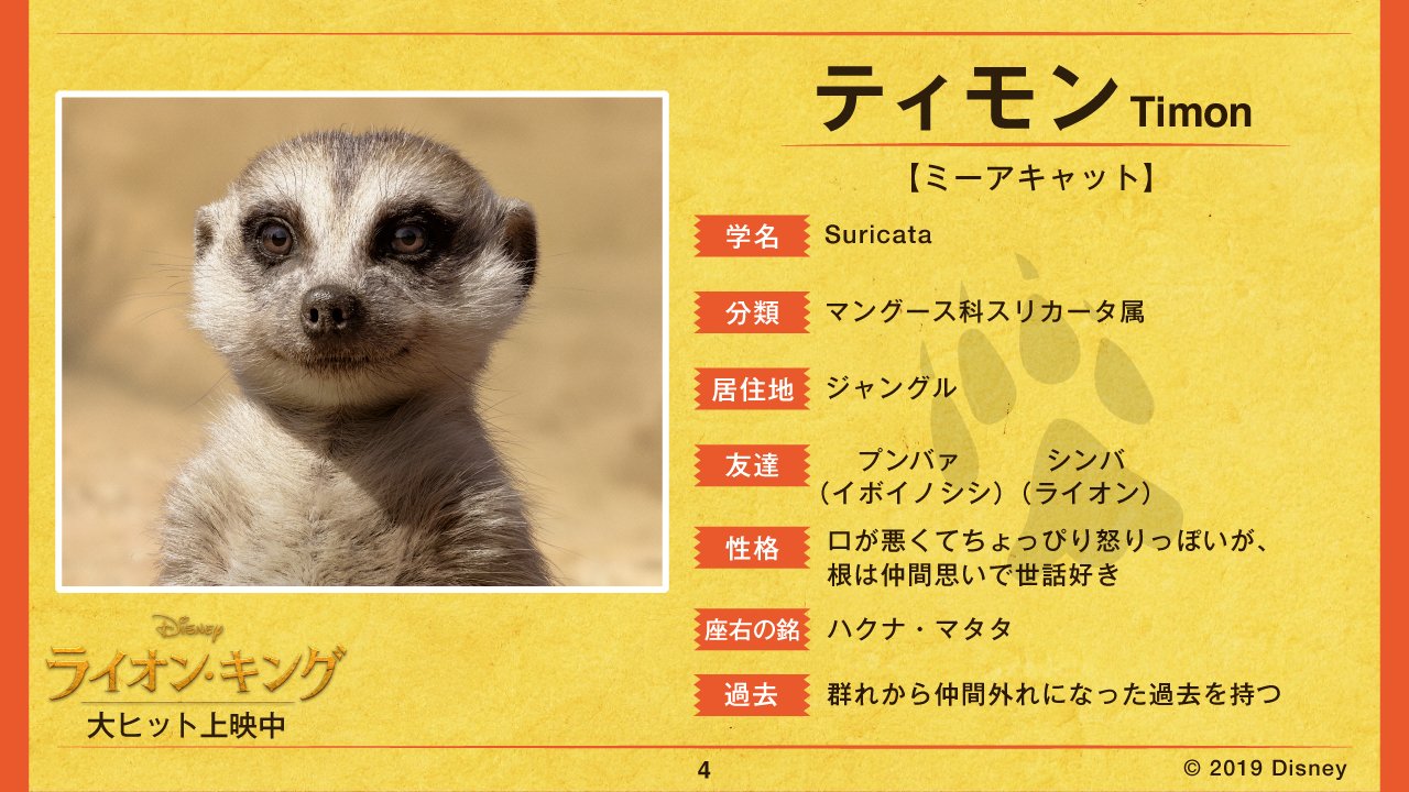 تويتر ディズニー スタジオ على تويتر 超実写ライオンキング 図鑑 File4 ティモン ジャングルで底抜けに明るいお調子者 ティモン を大研究 ライオン キングマスター までの道のりは 長い ライオンキング 大ヒット上映中 T Co