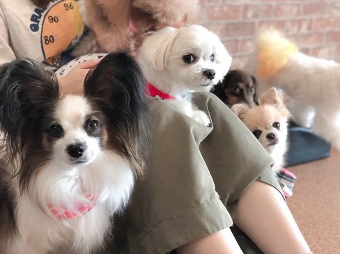 犬カフェ ドッグテイル Ar Twitter 犬カフェ ドッグテイル キメ顔のワンこ達 かっこいい 道頓堀 難波 ドッグ カフェ