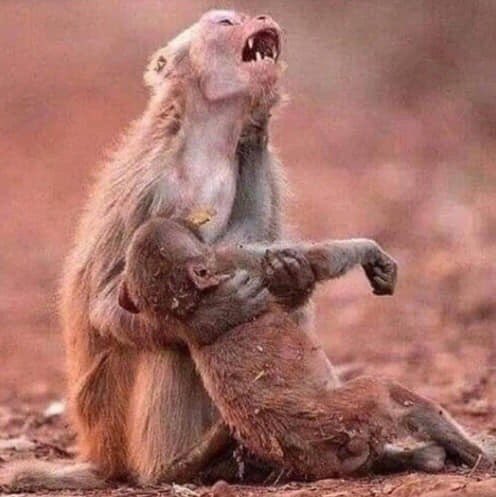 CabelloAriadna's tweet image. #PrayForTheAmazon
If they realize that the Amazon has BURNED 16 DAYS burning and everyone is still calm?That place is like a lung for the world and nobody moves a finger to stop burning, there are different species of animals that lose their home, species of plants that are lost